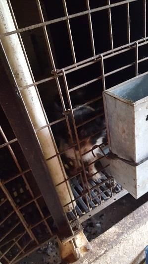 puppy_mill24.jpg